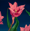 Tulips III  12x12  2012