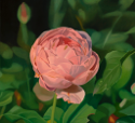 Rose I  22x24  2015