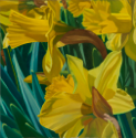 Daffodils I   12x12   2018