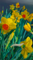 Daffodils II   58x32   2018